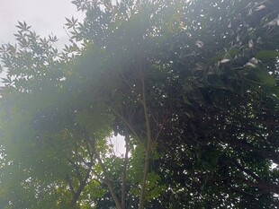 林间晨光中的葱郁树木