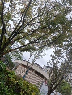 庭院树木与建筑景致