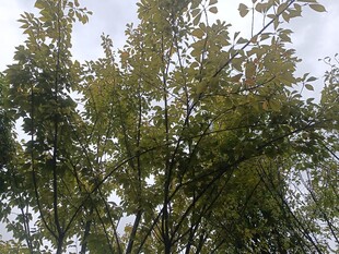 枝叶繁茂的绿树