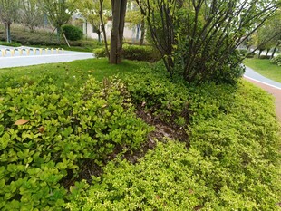 路边繁茂绿植景观