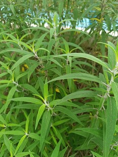 翠绿植物叶片特写