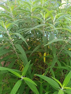 翠绿植物叶片特写