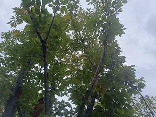 仰视茂密树林绿意盎然