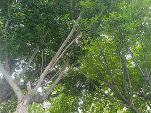 仰视繁茂绿树树冠