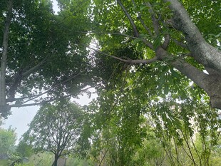 繁茂绿树间的自然景致