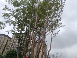 高耸树木与背后建筑景观