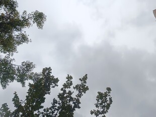 仰视天空中的树木与云朵