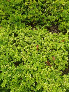 翠绿繁茂的植物景观