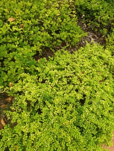 翠绿繁茂的地面绿植景观