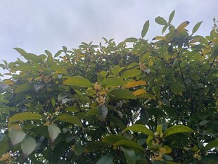 绿叶繁茂的树冠