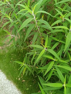 翠绿竹叶植物特写