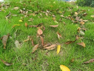 草地上散落的枯黄树叶