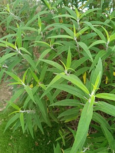 嫩绿植物叶片特写
