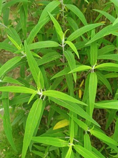 翠绿竹叶植物特写