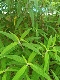 翠绿叶片的清新植物