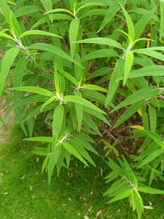 翠绿丛生的植物