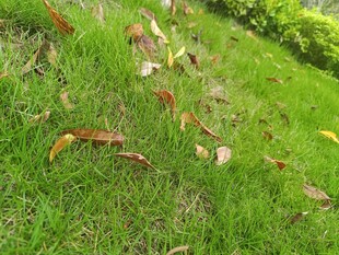 草地上的多彩落叶