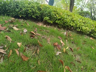 草地落叶与绿植景观