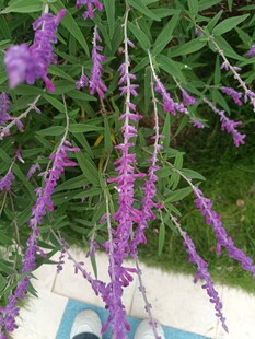 紫色穗状花卉特写