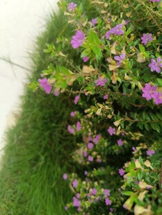 墙边绽放的紫色小花