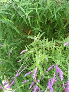 绿叶间的紫色花卉