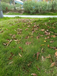 草地上散落的枯黄树叶