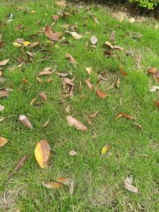 草地上散落的枯黄树叶