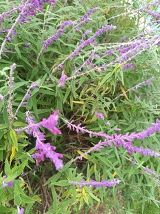 紫色花丛中的美丽植物