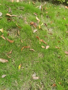 草地上散落的多彩落叶