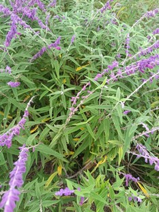 紫色花丛绿意盎然