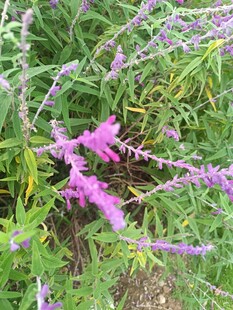 紫色花卉绽放于草丛间