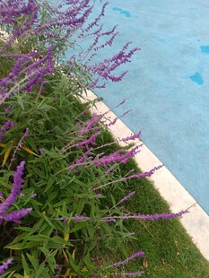 池边紫花绿植景观