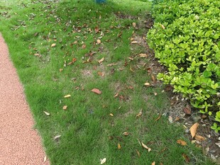 小径旁的绿植与散落枯叶