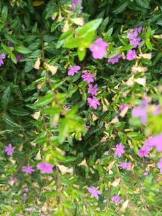 紫色小花绽放于绿叶间