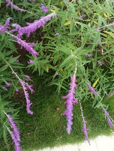 紫色穗状花卉特写