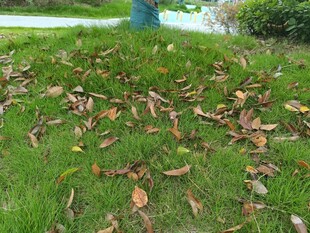 草地上散落的枯黄树叶