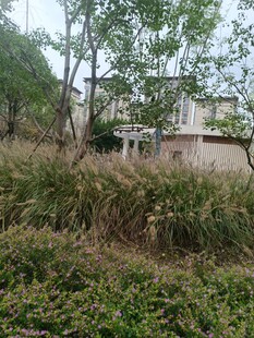 户外绿植环绕的宁静场景