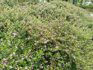 繁茂花丛中的紫色小花