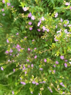 繁茂绿叶间的紫色小花