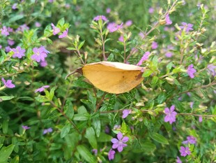 绿叶丛中枯叶蝶