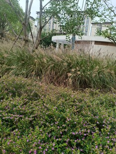 户外繁茂绿植景观