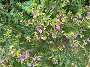 繁茂丛中绽放的紫粉小花