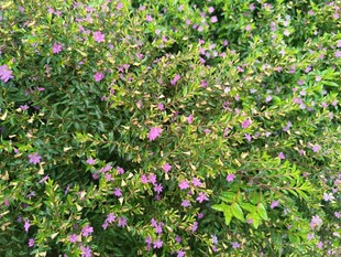 繁茂花丛中的粉色小花