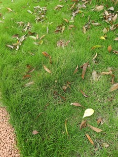 草地上散落的枯黄树叶