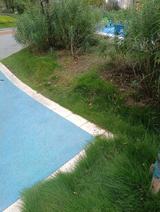 户外泳池边的绿植景观