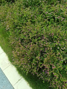 路边繁茂绿植景观