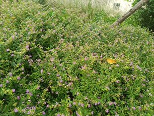 繁茂草丛中的黄色物件