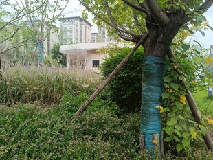 乡村绿植旁的房屋景观