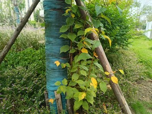 藤蔓缠绕树干绿意盎然