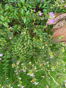繁茂绿植中的紫色小花